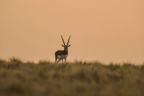 Antílope Blackbuck Masculino Ambiente Llano Pampeano Provincia Pampa Argentina —  Fotos de Stock