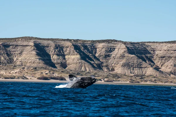 Baleine Noire Sautant Péninsule Valdes Patagonie Argentine — Photo