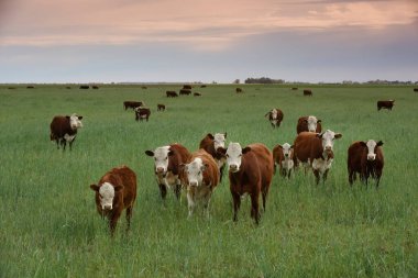 Countryside landscape with cows grazing, La Pampa, Argentina