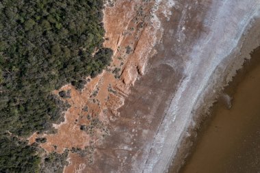 Pampas Ormanı, Calden Ağacı, Prosopis Caldenia, La Pampa, Patagonya, Arjantin 'de endemik türler.