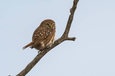Ferruginous Pygme baykuşu, Glaucidium brasilianum, Calden Ormanı, La Pampa Eyaleti, Patagonya, Arjantin.
