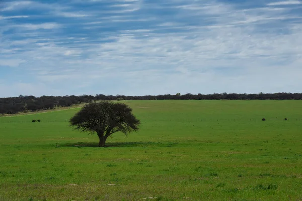 Lonely Tree Field — Stock Photo, Image