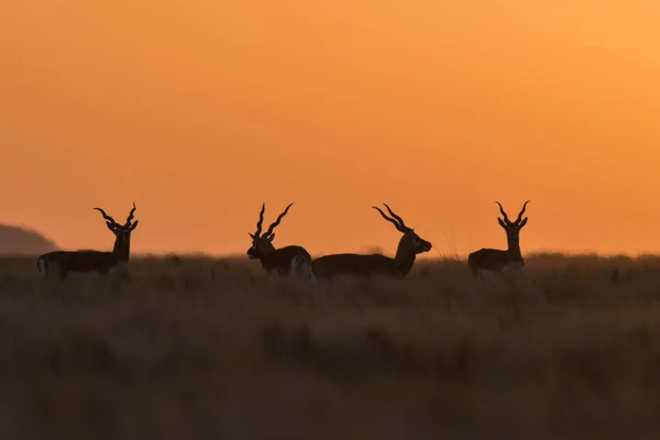Male Blackbuck Antelopes Pampas Plain Environment Pampa Province Argentina — Stock Photo, Image