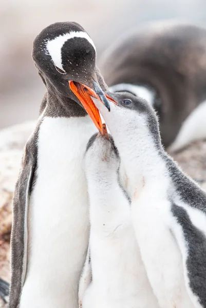 Pingouins Gentoo Sur Plage Nourrir Son Poussin Port Lockroy Goudier — Photo
