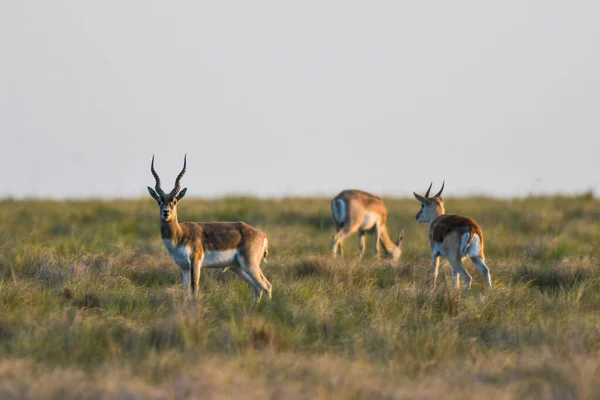 Antilope Mâle Blackbuck Dans Environnement Plaine Pampas Province Pampa Argentine — Photo