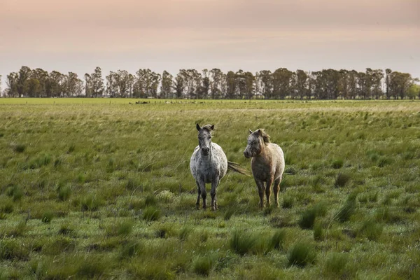 Pferdeherde Auf Dem Land Provinz Pampa Patagonien Argentinien — Stockfoto