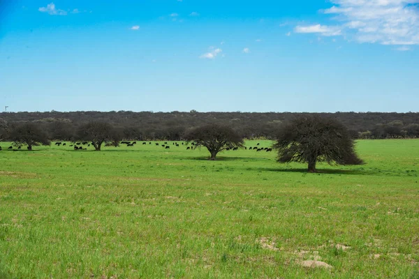 Bela Paisagem Com Árvores — Fotografia de Stock