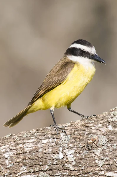 Gran Kiskadee Pitangus Sulphuratus Bosque Calden Pampa Argentina —  Fotos de Stock