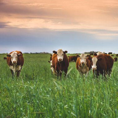 Countryside landscape with cows grazing, La Pampa, Argentina