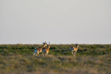 Pampas 'ta Erkek Blackbuck Antilobu, La Pampa Bölgesi, Arjantin