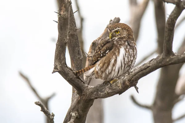 Κουκουβάγια Του Είδους Ferruginous Pygmy Glaucidium Brasilianum Δάσος Calden Επαρχία — Φωτογραφία Αρχείου