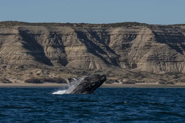 Baleine Noire Sautant Péninsule Valdes Patagonie Argentine — Photo