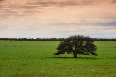 Pampas Peyzajı 'ndaki yalnız ağaç, La Pampa ili, Patagonya, Arjantin