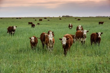 Countryside landscape with cows grazing, La Pampa, Argentina