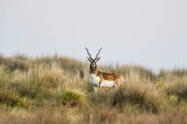 Pampas 'ta Erkek Blackbuck Antilobu, La Pampa Bölgesi, Arjantin