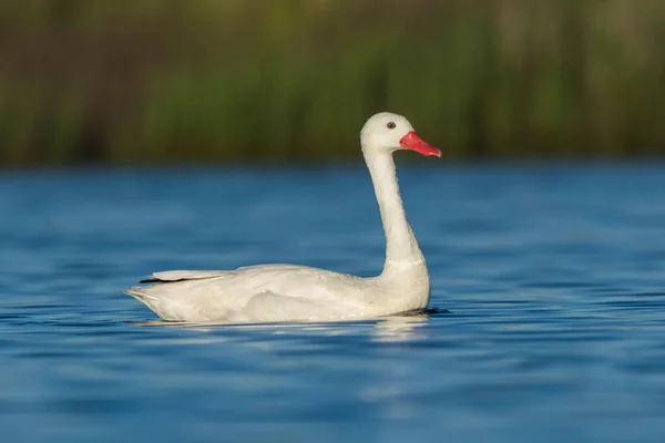 Cigno Coscoroba Che Nuota Laguna Provincia Pampa Patagonia Argentina — Foto Stock