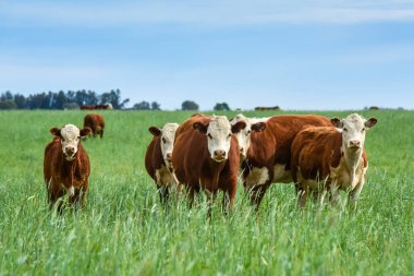 Countryside landscape with cows grazing, La Pampa, Argentina