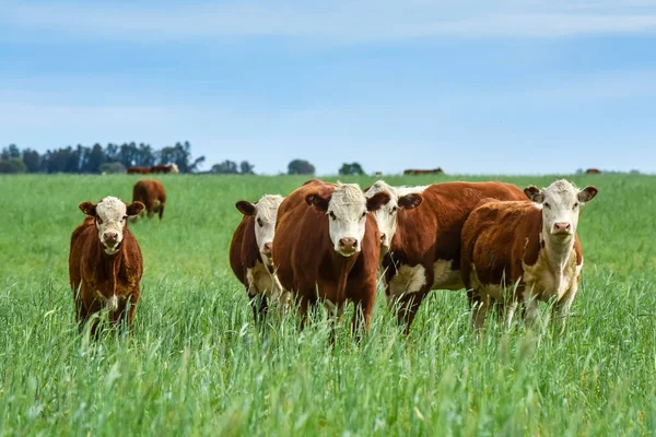 Countryside landscape with cows grazing, La Pampa, Argentina