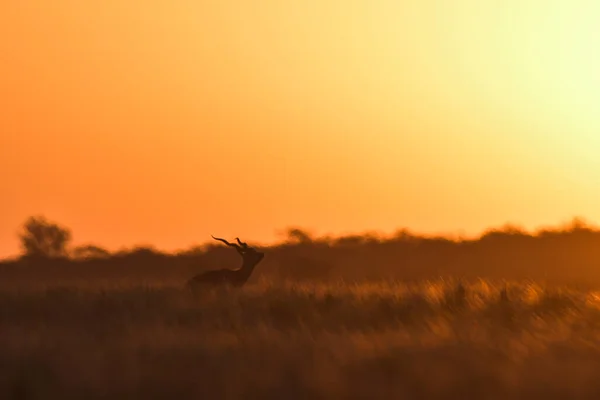 Male Blackbuck Antelope Pampas Plain Environment Pampa Province Argentina — Stock Photo, Image