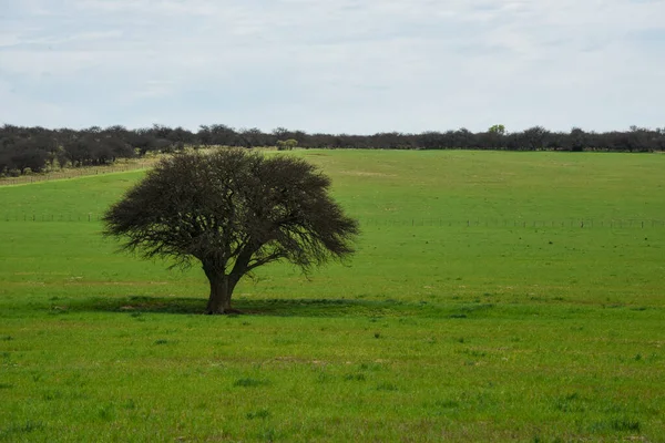 Árvore Solitária Pampas Paisagem Província Pampa Patagônia Argentina — Fotografia de Stock