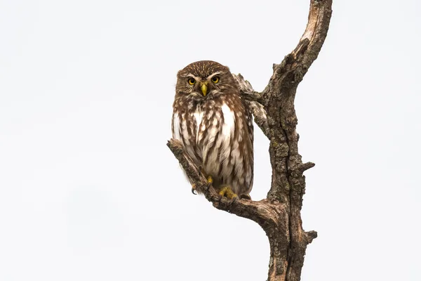 Gufo Pigmeo Ferruginoso Glaucidium Brasilianum Foresta Calden Provincia Pampa Patagonia — Foto Stock