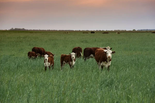 Paisagem Rural Com Vacas Pastando Província Pampa Patagônia Argentina — Fotografia de Stock