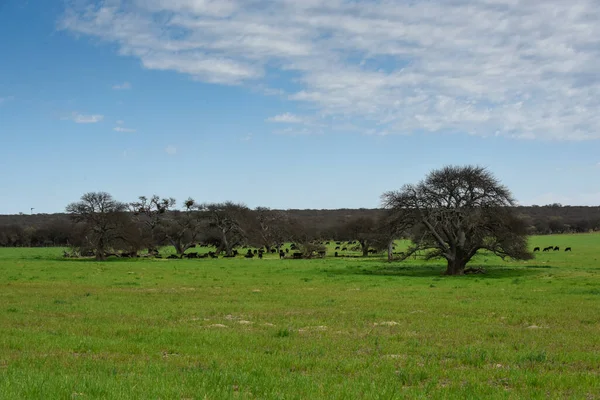 Ensamt Träd Pampas Landskap Pampa Provinsen Patagonien Argentina — Stockfoto