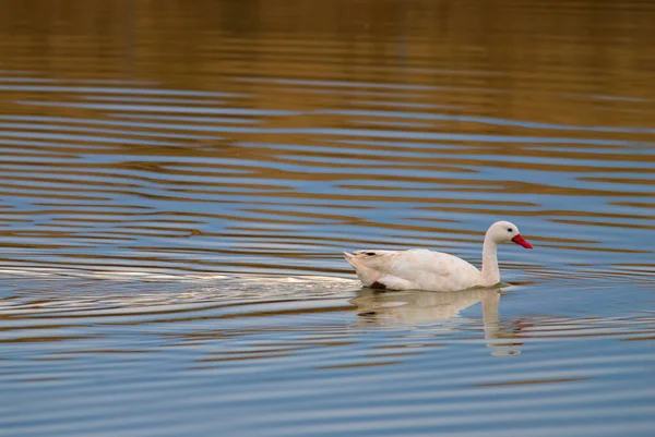 Cisne Coscoroba Nadando Uma Lagoa Província Pampa Patagônia Argentina — Fotografia de Stock