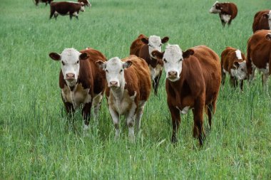 Countryside landscape with cows grazing, La Pampa, Argentina