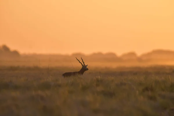 Samiec Blackbuck Antelope Pampas Plain Environment Prowincja Pampa Argentyna — Zdjęcie stockowe