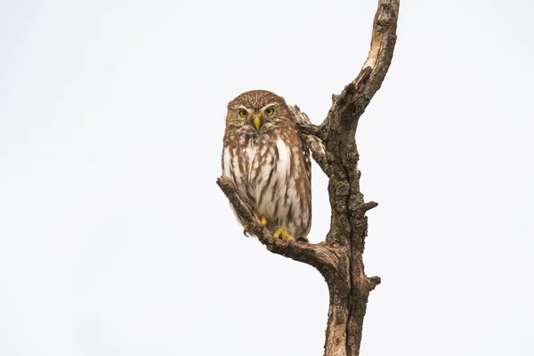 Hibou Pygmée Rouilleux Glaucidium Brasilianum Forêt Calden Province Pampa Patagonie — Photo