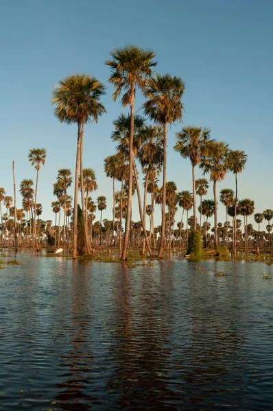 Palms Landscape Estrella Marsh Formosa Province Argentina — Stock Photo, Image