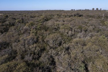 Pampas Ormanı, Calden Ağacı, Prosopis Caldenia, La Pampa, Patagonya, Arjantin 'de endemik türler.