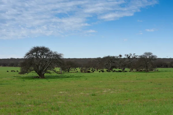 阿根廷巴塔哥尼亚省La Pampa省Pampas Landscape的孤独树 — 图库照片