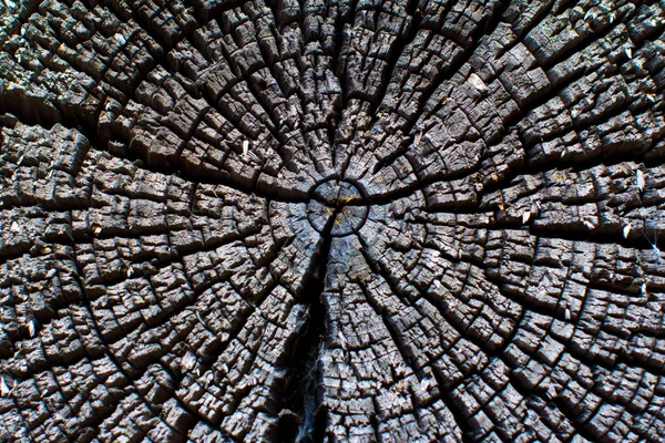 Срез стебля дерева — стоковое фото