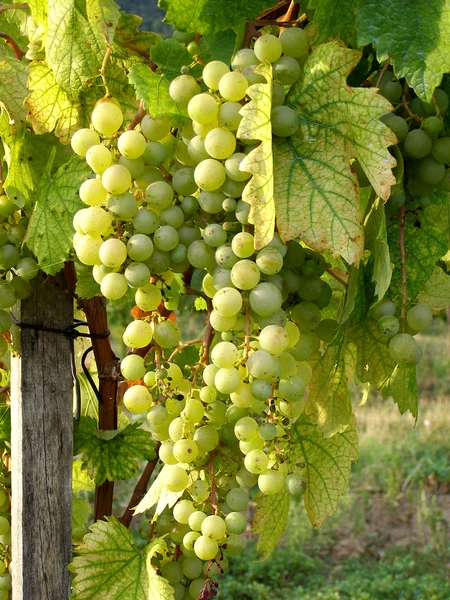 Cacho de uvas — Fotografia de Stock