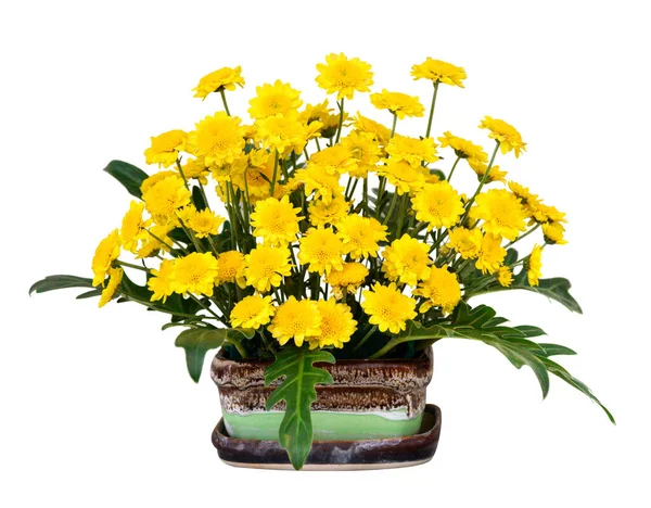 Žlutá Chryzantéma Květiny Hrnci Izolované Bílém Pozadí — Stock fotografie