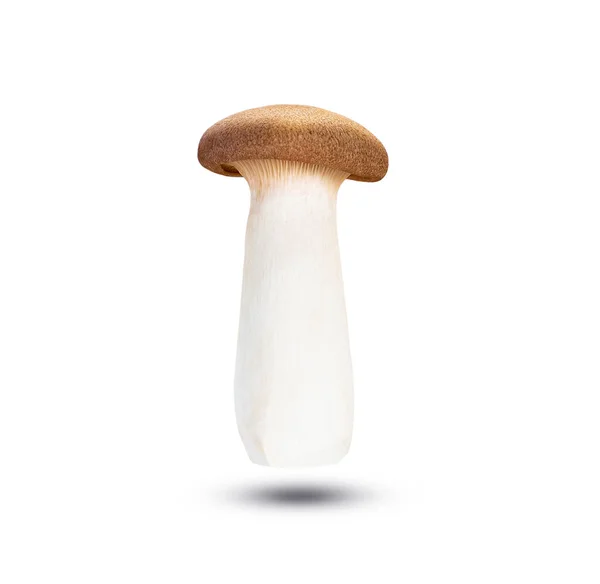 Funghi Orinji Sfondo Bianco Isolato — Foto Stock