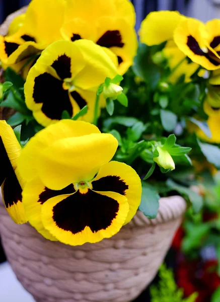 Květiny Macešky Jasně Žluté Barvy Tmavou Mid Detailní — Stock fotografie