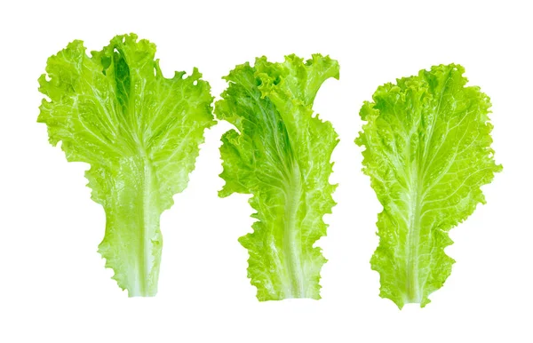 Hojas Lechuga Verde Fresca Hoja Ensalada Aislada Sobre Fondo Blanco — Foto de Stock