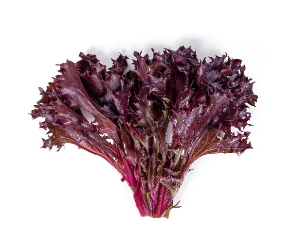 Red Leaf Lettuce Isolated White Background — Stock Photo, Image