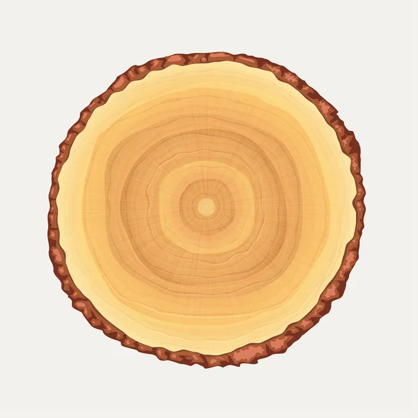 Ilustración Vista Frontal Texturizada Del Tronco Del Árbol Realista Aislada — Vector de stock