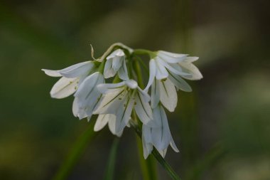 Beyaz çan çiçeklerinin yakın görüntüsü