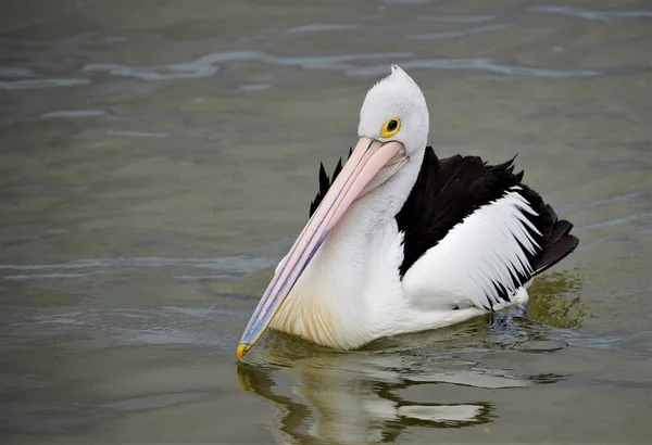 Vista Frontal Pájaro Pelícano Nadando Lago — Foto de Stock