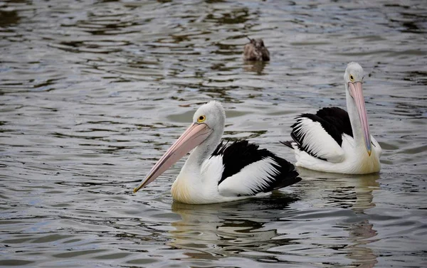 Vista Distância Pássaros Pelicanos Nadando Lago — Fotografia de Stock