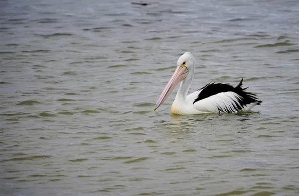 Vista Distância Pássaro Pelicano Nadando Lago — Fotografia de Stock