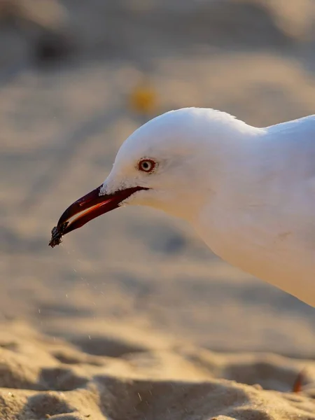 Close View Seagull Bird Picking Food Its Beak — Stock Photo, Image