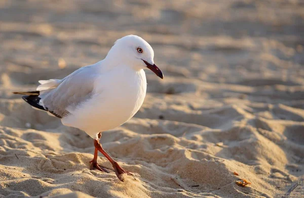Close View Seagull Standing Beach Sand — Stock Photo, Image