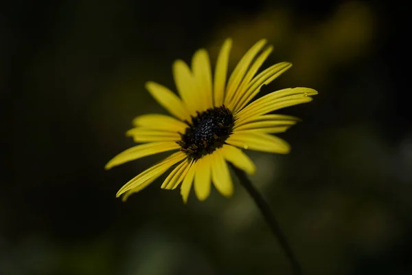 Κοντινό Πλάνο Ματιά Της Daisy Λουλούδι Κέντρο Μέρος — Φωτογραφία Αρχείου