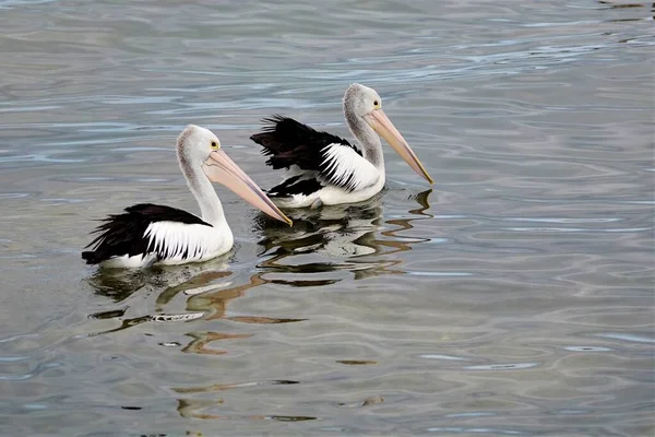 Vista Distância Dois Pássaros Pelicanos Nadando Lago — Fotografia de Stock